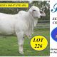 Go to Hamdenvale Brahmans Big Country Sale 2026