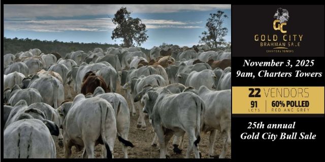 Gold City Brahman Sale 2025